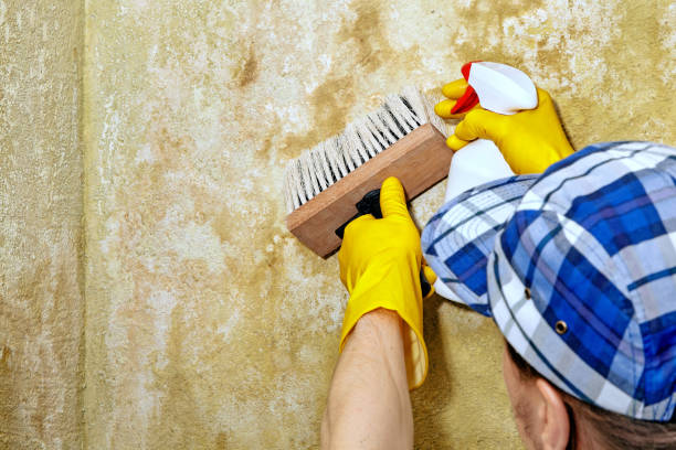Best Mold Remediation for Healthcare Facilities  in Chaparral, NM